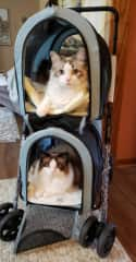 Ready for a walk in their stroller.