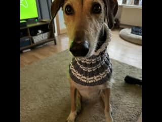 His handsome face, featuring a new handmade snood from Santa Paws!