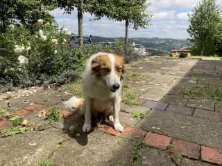 Teg (Welsh sheep dog)