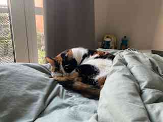 Sleeps most of the day from 8-14