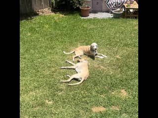 They love to sunbathe!