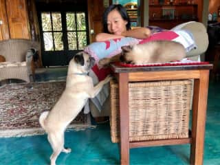 Dino and Lei fell completely in love with Stella the blind pug who thinks she's actually a Siamese cat