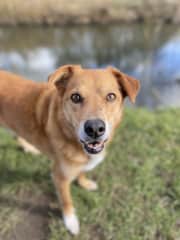 My best mate Kye. We lost him to a stroke in June 2023 aged 16. I have no words to describe how sad my family and I feel. He was a Collie Cross rescue from the RSPCA and used to come to school with me as a therapy dog. Irreplaceable and unforgettable.