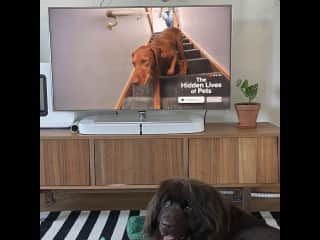 Watching Lola’s favourite show ❤️