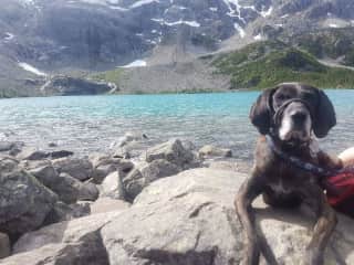 Winston, hiking on Joffre Lake, BC