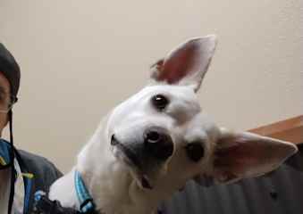 He's very curious!
