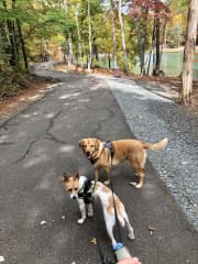 Amelia and Hilde were our second pet sitting. They are great dogs and we loved our walks at the park