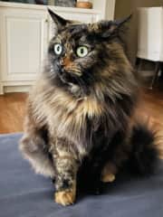 The lil princess
