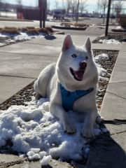 Of course, he loves the snow, even if just one little patch.