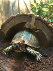 Got reptiles? No worries. We have cared for lots of different species.