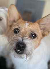 Peanut is a gentle boy who is obsessed with the ball and his teddys. He will play fetch with the ball all day long!