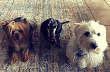 Some of our family dogs. This was choir practice.