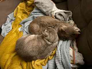 Taking care of Óscar and Bowie in the French Alps, our first sit via Trusted Housesitters ❤️