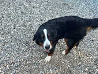 Yuli is a Berner so she's basically a walking bit heart.  She's the sweetest thing. She loves attention. She's only just 1 year old so she is a little energe