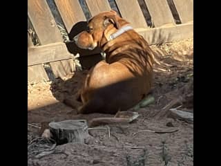 Chino loves to sit in the front yard and watch people go by.