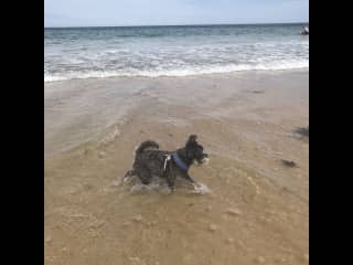 Romeo is unfortunately blind and has glaucoma however he still loves his beach walks.