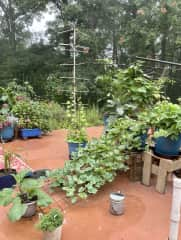 garden on the roof