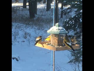 Evening grosbeaks at our feeder