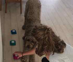 I practice positive education. 
Witch is about learning thought validation basics (sit and lay down), crucials (no pulling on the lead, come to call), tricks (give the paw, roll over, spin, ..) and communication skills (talking buttons, ..).