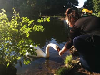 We love to feed the swans at our local lake