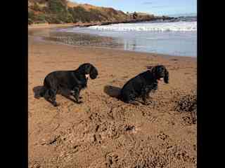 Luna & Rosie at Coldingham beach