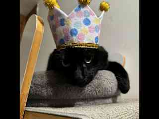The cat king
