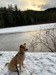 Honey in the Adirondacks with me