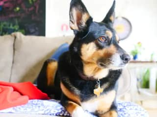 Dizzee lying on his favorite sofa, staring out the window thinking about all the squirrels he is gonna chase.