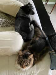 Cole and Hemlock