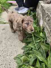 Cookie’s first garden adventure