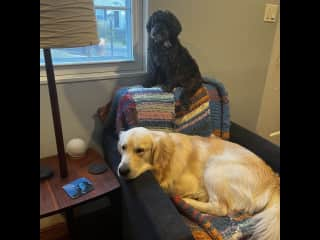 Fergus and Midnight snuggling up in the living room.