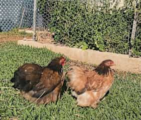 Cocoa and Maisy