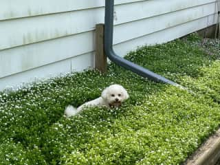 Mommy doesn't like me in her flowers.