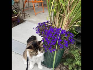 Forrest stoping to smell the flowers before going for a walk