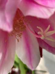 Cactus flower