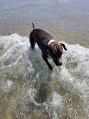 Joy likes the beach and is good with the other little dogs.