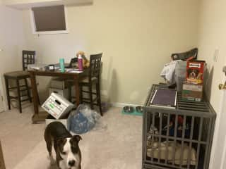 Dog area with all supplies and crates on lower level