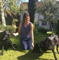 Two lovely labs in England