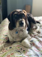 Puppy dog eyes