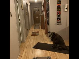 Hallway with lots of rugs for Blaze to lie or sit on.