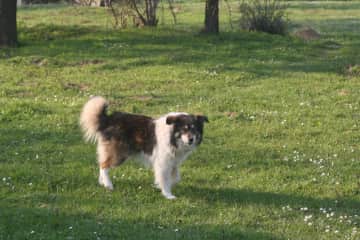Metcho, our Bulgarian neighbour's dog.