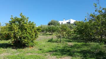 The orchard with our house on top of the hill