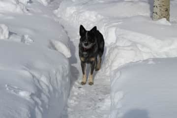 Tana in the snow