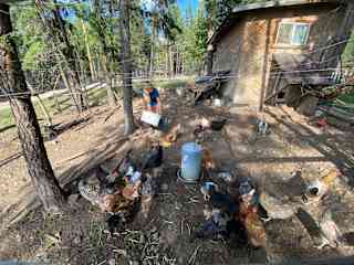 Liz feeding chickens in Canada