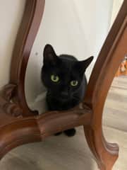 Waiting to pounce!