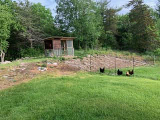 5 chickens stay in pen during the day and coop at night