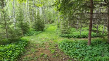 Forest Paths