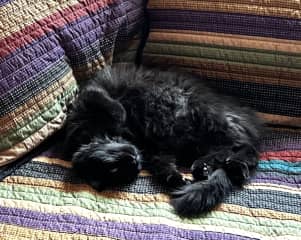 She loves to sleep like this and you can even sneak a belly rub in without losing any fingers!