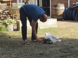 Dexter has lovely ears, but they do tend to attract tangles and burrs.  This is Nick giving them a gentle brush.