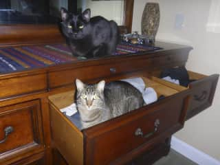 Cats helping with the laundry